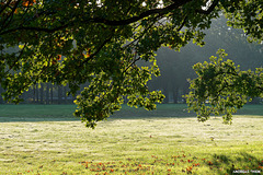 Baum im Gegenlicht