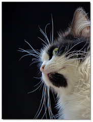 52 Le chat de ma voisine.