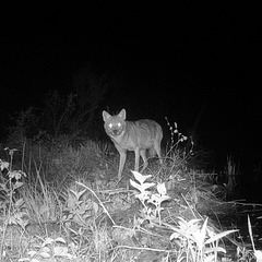 Coyote by the pond