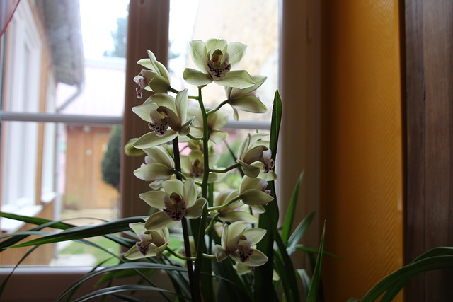 mon orchidée