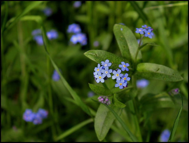 Myosotis