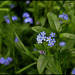 Myosotis