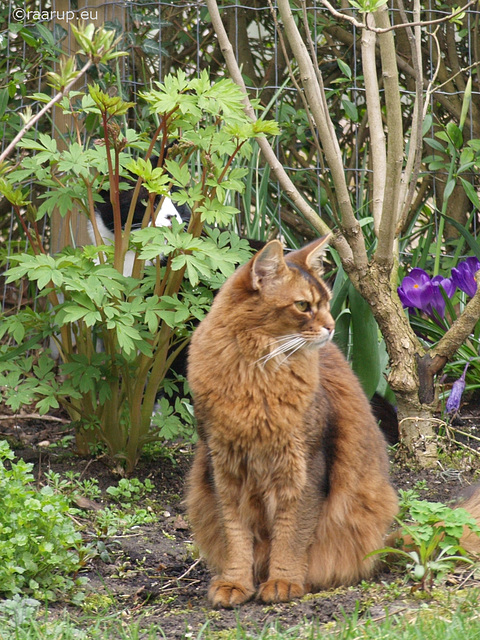 Peeping at the cat next door... 3