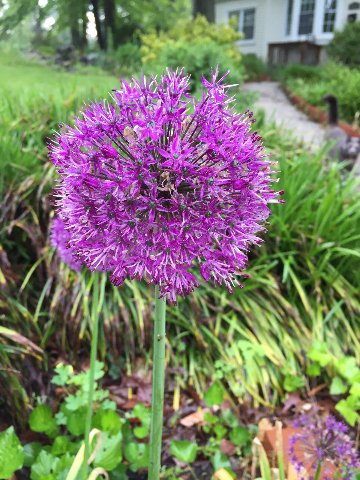 allium