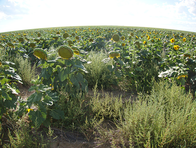 All of the sunflowers.