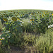 All of the sunflowers.