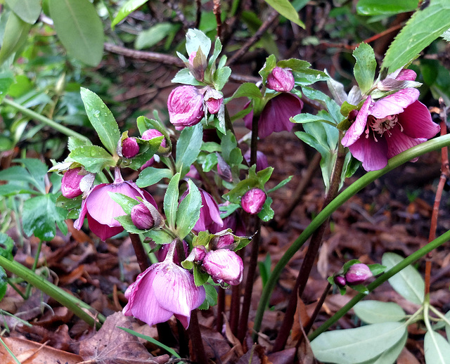 Die ersten Blüten in diesem Jahr - die Lenzrosen (1 PiP)