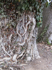 Wurzelwerk am Baum