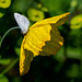 Holly Blue Butterfly