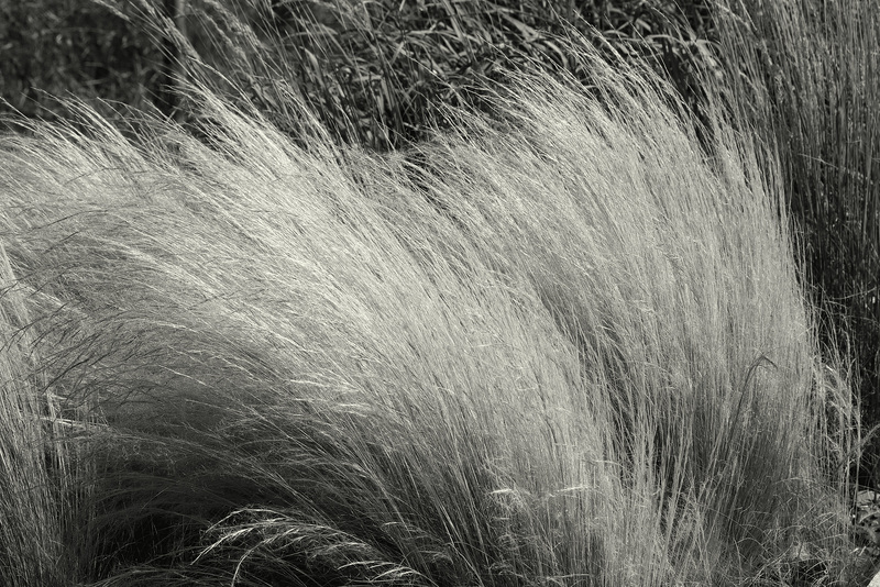 Brushing  de graminées ;-)