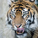 Tiger pulling tongues