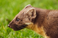 The Pine Marten at breakfast