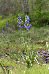 Common Camas