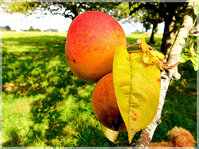 Le temps des pommes est revenu......................Au bord de Rance