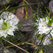 20210718 1812CPw [D~LIP] Damaszener Schwarzkümmel (Nigella damascena), Bad Salzuflen
