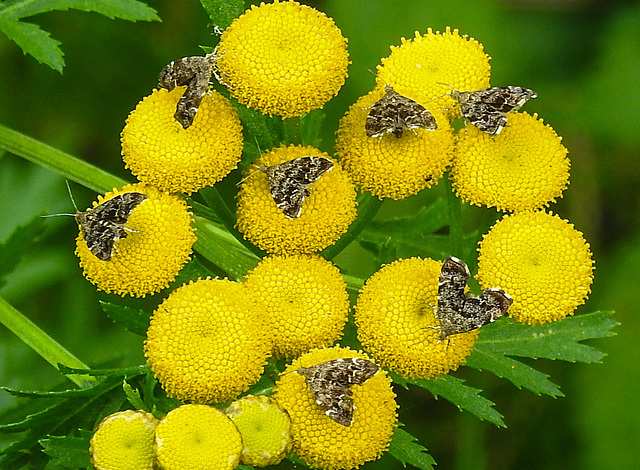 20210831 2761CPw [D~LIP] Rainfarn (Tanacetum vulgare), Brennnessel-Spreizflügelfalter (Anthophila fabriciana), UWZ, Bad Salzuflen