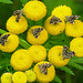 20210831 2761CPw [D~LIP] Rainfarn (Tanacetum vulgare), Brennnessel-Spreizflügelfalter (Anthophila fabriciana), UWZ, Bad Salzuflen