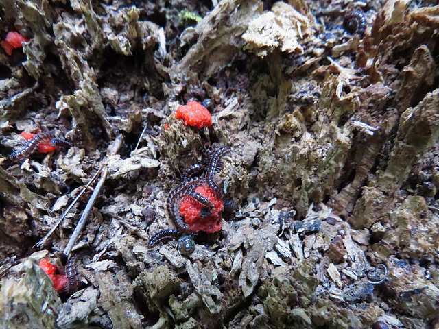 Millipede orgy ?