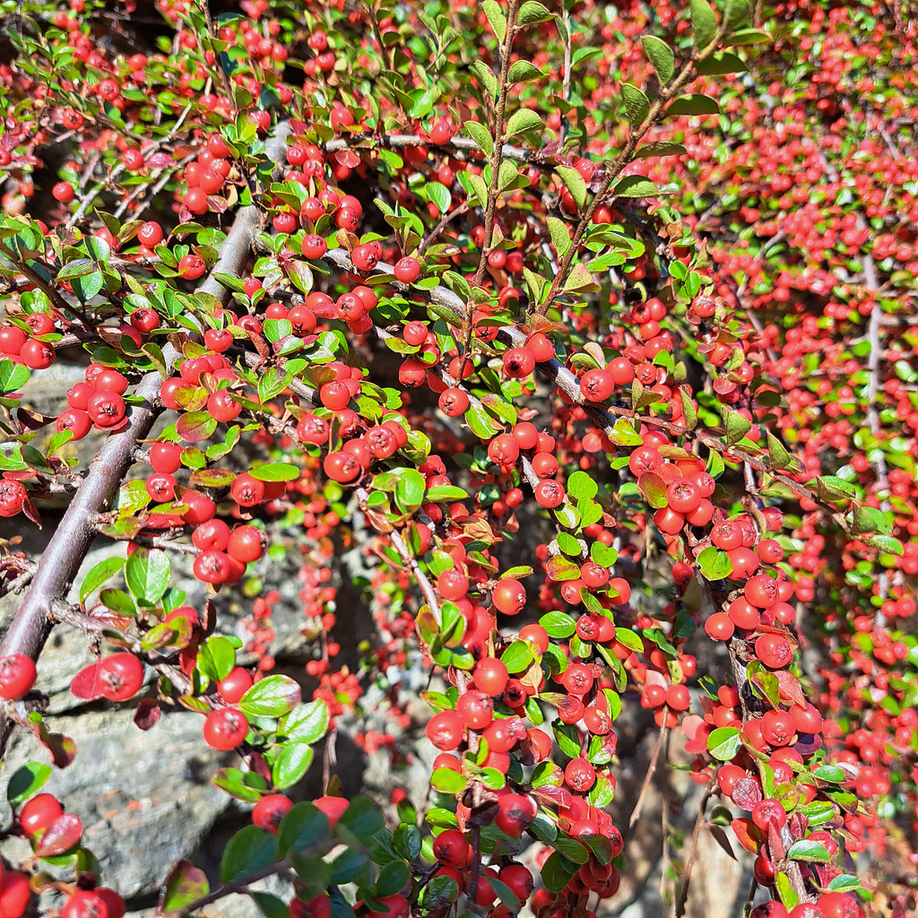 Zwergmispel (Cotoneaster)