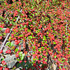 Zwergmispel (Cotoneaster)