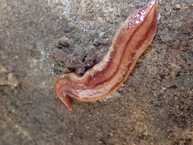Australian Flatworm