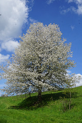 Eindrucksvoller Kirschbaum im Sonnenschein