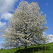 Eindrucksvoller Kirschbaum im Sonnenschein