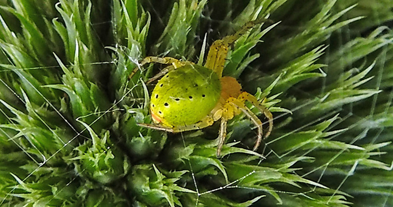 20230623 1127CPw [D~LIP] Kürbisspinne (Araniella cucurbitina), Bad Salzuflen