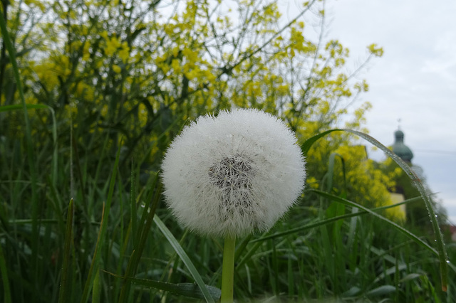 Pusteblume