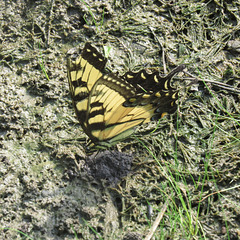 Tiger swallowtail