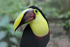 Black Mandible Toucan