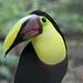 Black Mandible Toucan