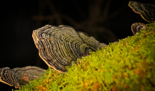 Die obere Ansicht der Schmetterlings-Tramete (Trametes versicolor) :)) The upper view of the butterfly tramete (Trametes versicolor) :)) La vue supérieure du papillon tramete (Trametes versicolor) :))