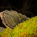 Die obere Ansicht der Schmetterlings-Tramete (Trametes versicolor) :)) The upper view of the butterfly tramete (Trametes versicolor) :)) La vue supérieure du papillon tramete (Trametes versicolor) :))