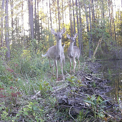 White-tail deer by the pond
