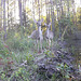 White-tail deer by the pond