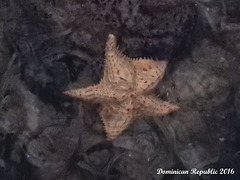 62 Oreaster reticulatus (Cushion Sea Star)