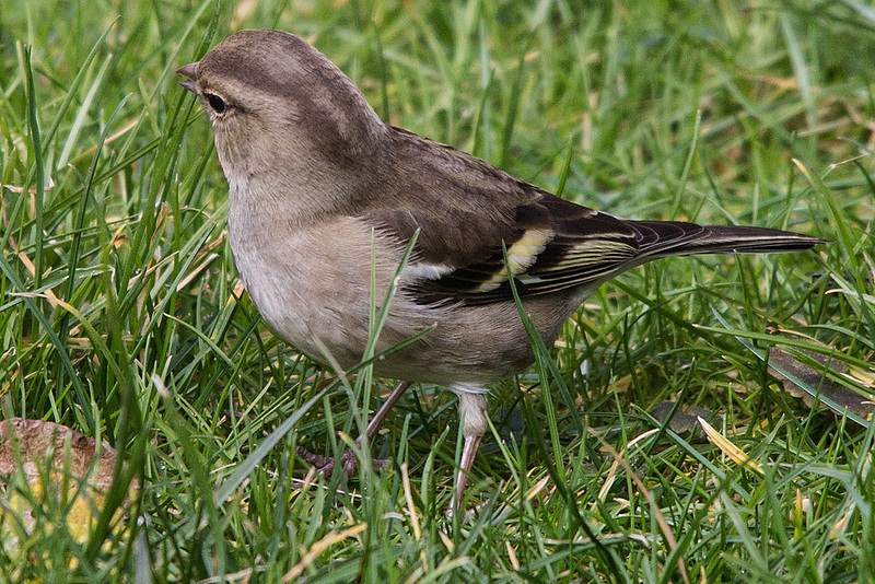 20150312 7309VRTw [D~RI] Buchfink (Fringilla coelebs) [w], Rinteln