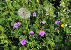 Geranium pyrenaicum (1)