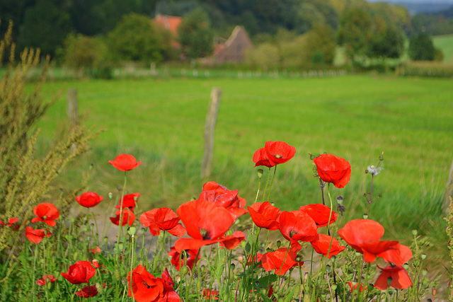 Weekend  Flowers