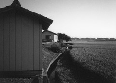 Rice field