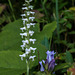 Spiranthes cernua (Nodding Ladies'-tresses orchid) with Gentiana decora (Showy Gentian)