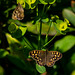 Speckled Wood Butterfly