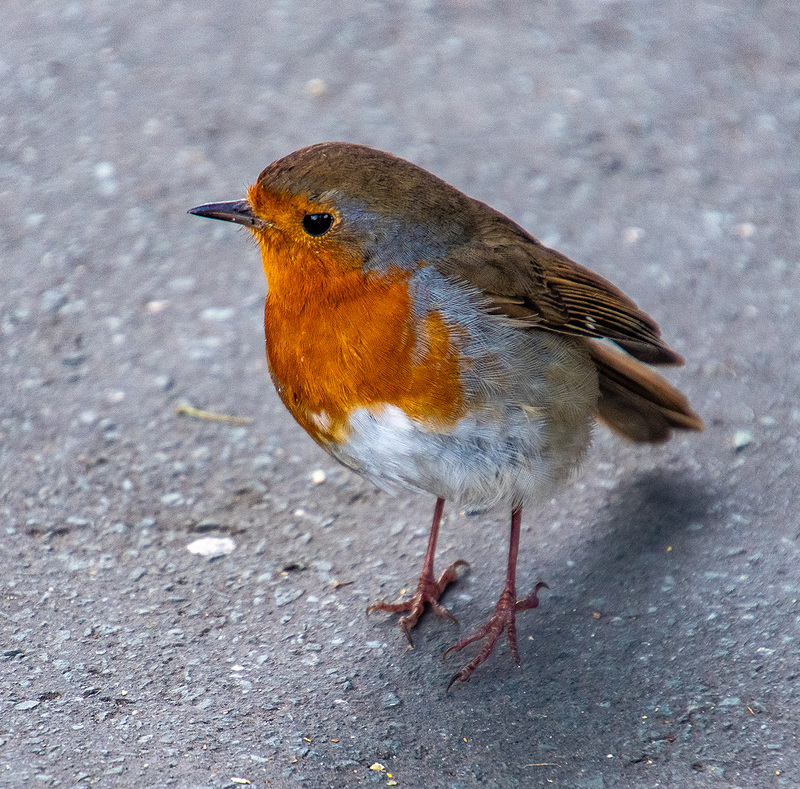 Robin