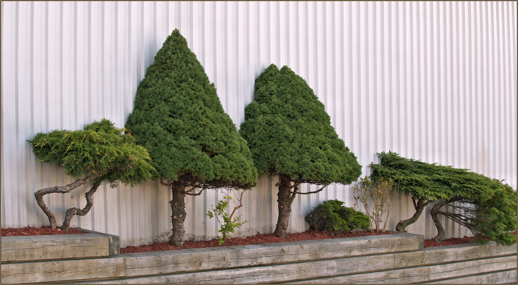 Near-bonsai near-topiary