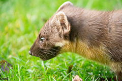 The Pine Marten at breakfast