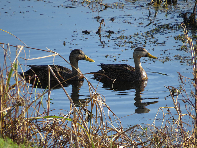 Black ducks