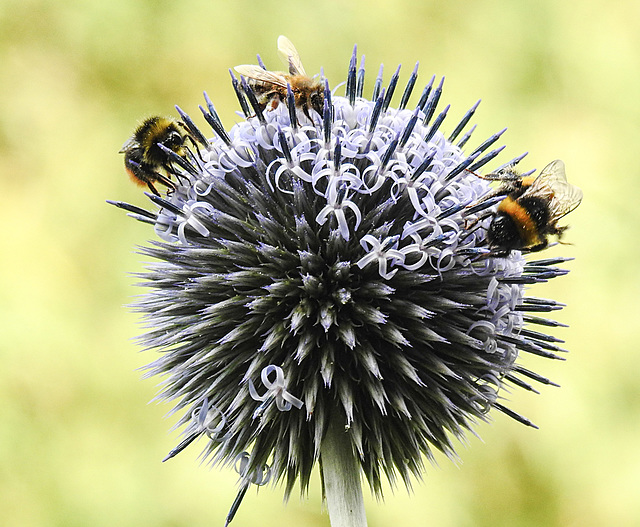 20210718 1813CPw [D~LIP] Kugeldistel (Echinops bannaticus), Honigbiene (Apis mellifica), Insekt, Bad Salzuflen