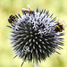 20210718 1813CPw [D~LIP] Kugeldistel (Echinops bannaticus), Honigbiene (Apis mellifica), Insekt, Bad Salzuflen