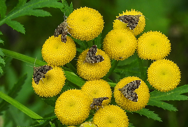 20210831 2763CPw [D~LIP] Rainfarn (Tanacetum vulgare), Brennnessel-Spreizflügelfalter (Anthophila fabriciana), UWZ, Bad Salzuflen